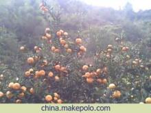 南豐蜜桔 橘香千年，甜蜜一方