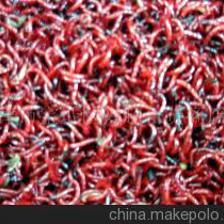 天津市寶坻區興超百貨商店鮮紅蟲供應與代理加盟指南